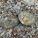 Australian fossil crab ("Torynomma quadrata")