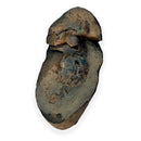 Australian fossil crab ("Torynomma quadrata")