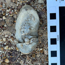 Australian fossil crab ("Torynomma quadrata")