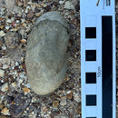 Australian fossil crab ("Torynomma quadrata")