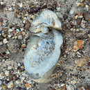 Australian fossil crab ("Torynomma quadrata")