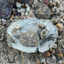 Australian fossil crab ("Torynomma quadrata")