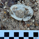 Australian fossil crab ("Torynomma quadrata")
