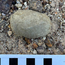 Australian fossil crab ("Torynomma quadrata")