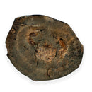 Australian fossil crab ("Torynomma quadrata")