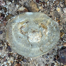 Australian fossil crab ("Torynomma quadrata")