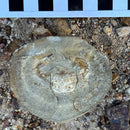 Australian fossil crab ("Torynomma quadrata")