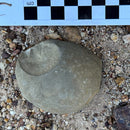 Australian fossil crab ("Torynomma quadrata")
