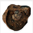 Australian fossil crab ("Torynomma quadrata")
