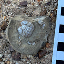 Australian fossil crab ("Torynomma quadrata")