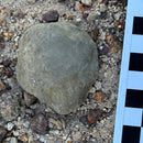 Australian fossil crab ("Torynomma quadrata")