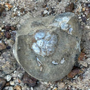 Australian fossil crab ("Torynomma quadrata")