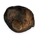 Australian fossil crab ("Torynomma quadrata")