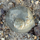 Australian fossil crab ("Torynomma quadrata")