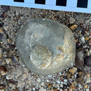 Australian fossil crab ("Torynomma quadrata")
