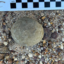 Australian fossil crab ("Torynomma quadrata")