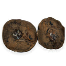 Australian fossil crab ("Torynomma quadrata")