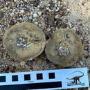 Australian fossil crab ("Torynomma quadrata")