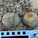 Australian fossil crab ("Torynomma quadrata")