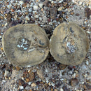 Australian fossil crab ("Torynomma quadrata")