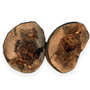 Australian fossil crab ("Torynomma quadrata")