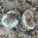 Australian fossil crab ("Torynomma quadrata")