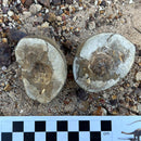 Australian fossil crab ("Torynomma quadrata")