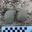 Australian fossil crab ("Torynomma quadrata")