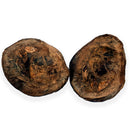 Australian fossil crab ("Torynomma quadrata")
