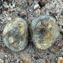 Australian fossil crab ("Torynomma quadrata")