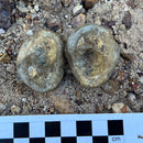 Australian fossil crab ("Torynomma quadrata")