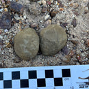 Australian fossil crab ("Torynomma quadrata")