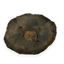 Australian fossil crab ("Torynomma quadrata")