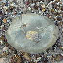 Australian fossil crab ("Torynomma quadrata")