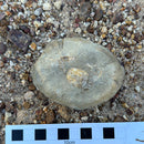 Australian fossil crab ("Torynomma quadrata")