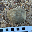 Australian fossil crab ("Torynomma quadrata")