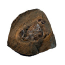 Australian fossil crab ("Torynomma quadrata")
