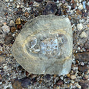 Australian fossil crab ("Torynomma quadrata")