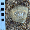 Australian fossil crab ("Torynomma quadrata")
