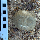 Australian fossil crab ("Torynomma quadrata")