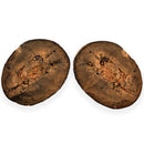 Australian fossil crab ("Torynomma quadrata")