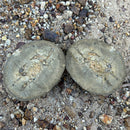 Australian fossil crab ("Torynomma quadrata")