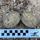 Australian fossil crab ("Torynomma quadrata")