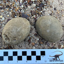 Australian fossil crab ("Torynomma quadrata")