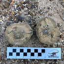 Australian fossil crab ("Torynomma quadrata")