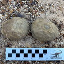Australian fossil crab ("Torynomma quadrata")