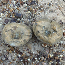 Australian fossil crab ("Torynomma quadrata")