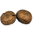 Australian fossil crab ("Torynomma quadrata")