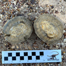 Australian fossil crab ("Torynomma quadrata")