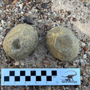 Australian fossil crab ("Torynomma quadrata")